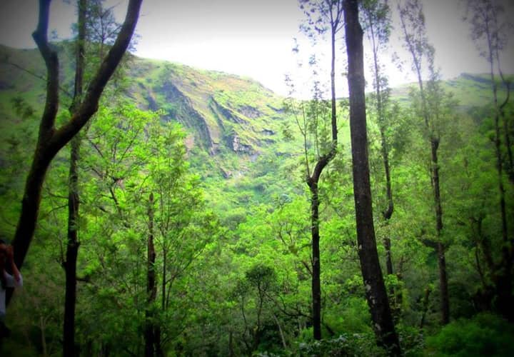 Room stay in a Homestay - A stay amidst nature, Chikmaglur 4