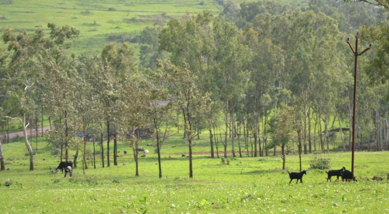 Premium Hill Side Cottage, Mahabaleshwar 3