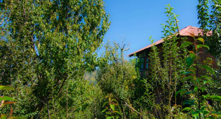Apple Orchard Farmstay, Shimla 4