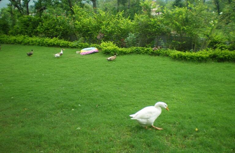 Forest / Hill View Nest, Dehradun 2