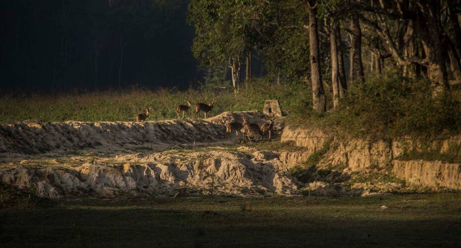 Campper Wildwest Camp Muthanga Forest, Wayanad 4
