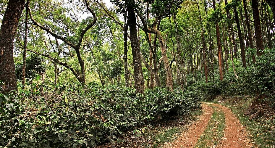Golden Wood, Sakleshpur 2