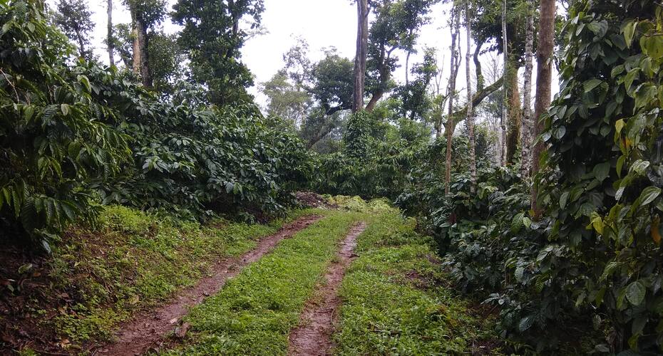 Coorg Naladi Holidays, Coorg 2