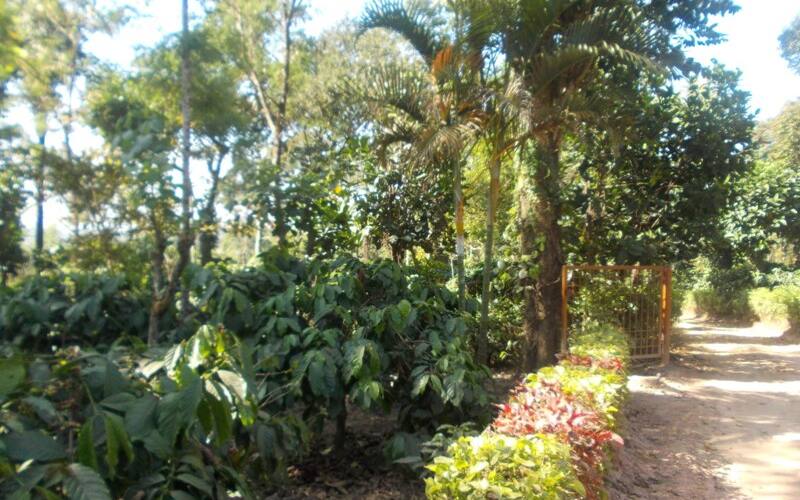 Discover Coorg Karagadal, Coorg 2