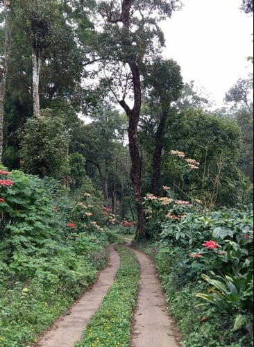 Honey Valley Homestay, Madikeri 4