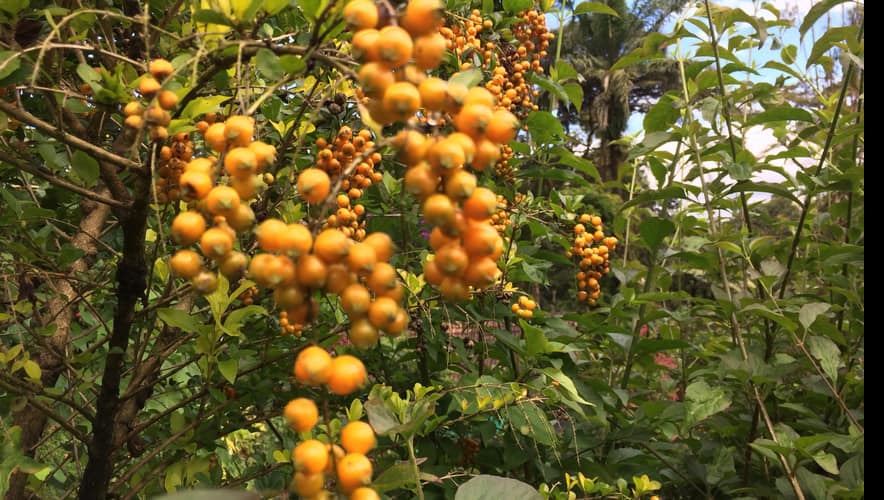 Honey Valley Homestay, Madikeri 5
