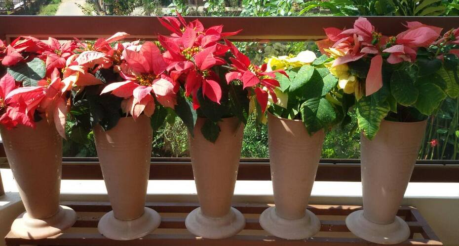 Maithili Homestay, Madikeri 4