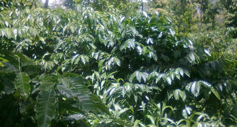 Cloud Bowl Homestay, Madikeri 4