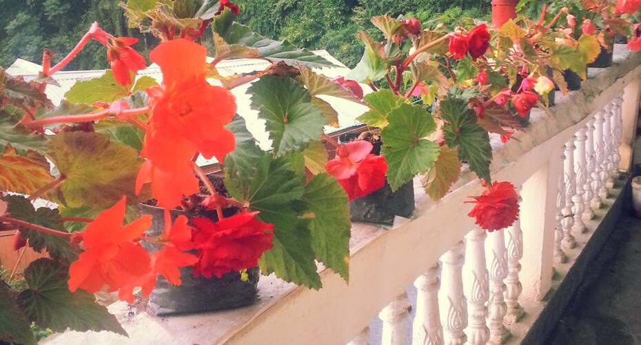 Sangpo Homestay, Darjeeling 3