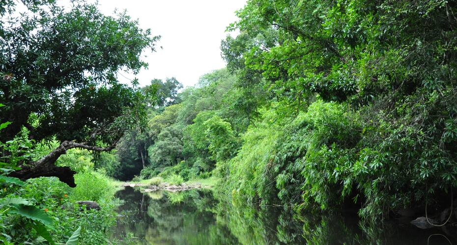Vattakunny Wild Orchid Resort, Wayanad 2
