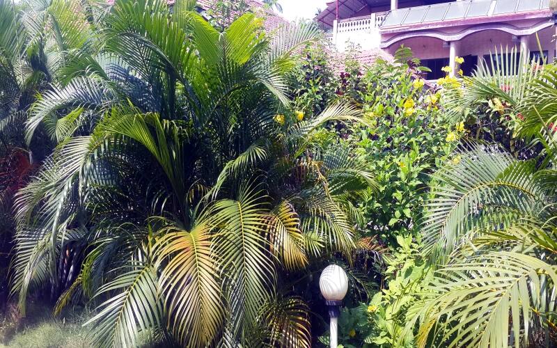 Pearline Beach Cottages and villas, Dahanu 4
