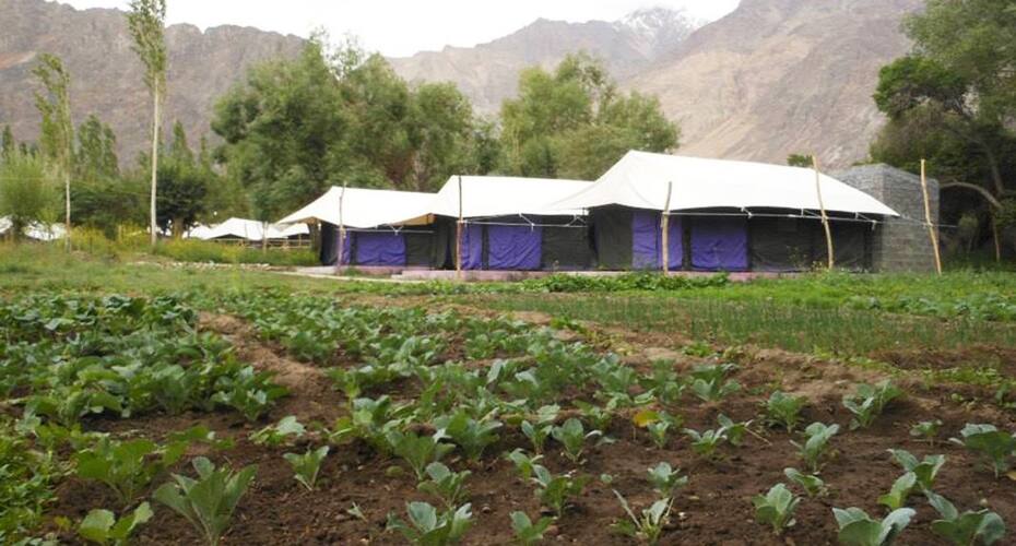 Dowa Deluxe Camp, Nubra valley 5