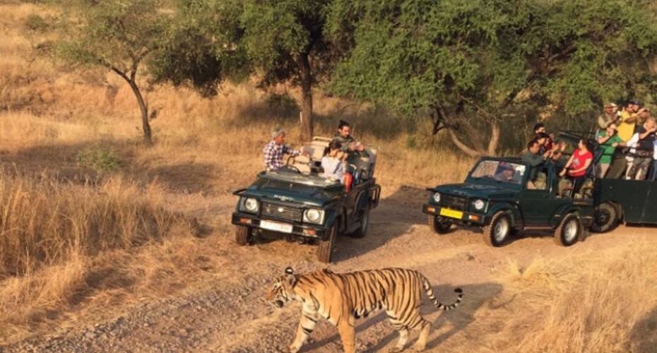 The Jungle Camp -Wildlife Resort, Sawai Madhopur 4