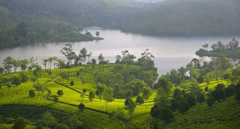 Royal Mist By Travel Inn, Munnar 2