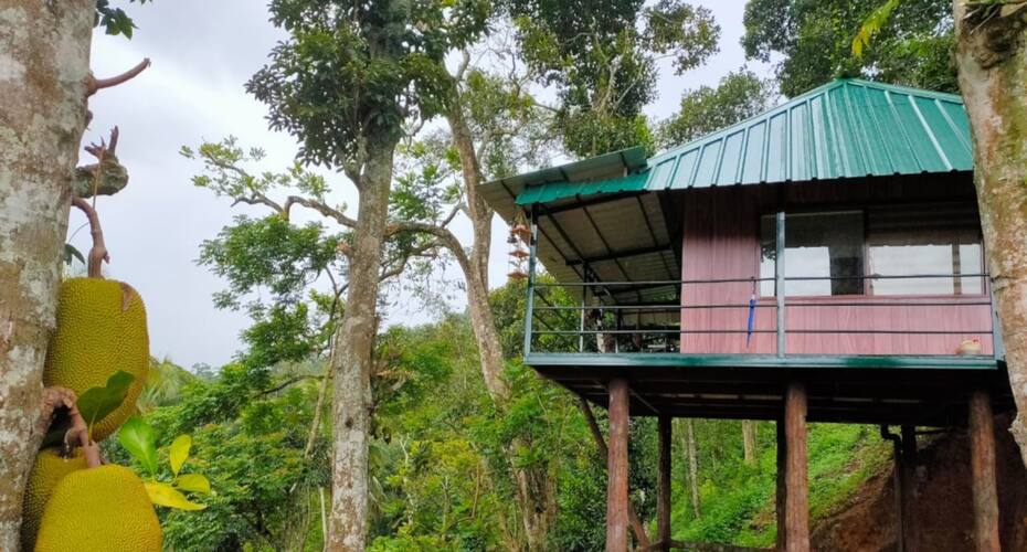 Noah's Nest Tree House, Thekkady 4