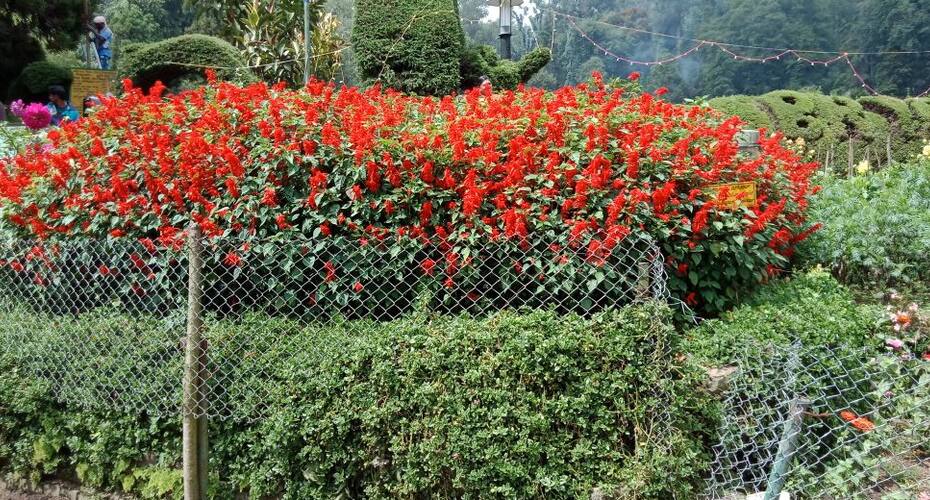 Happy Valley Cottage, Kodaikanal 2