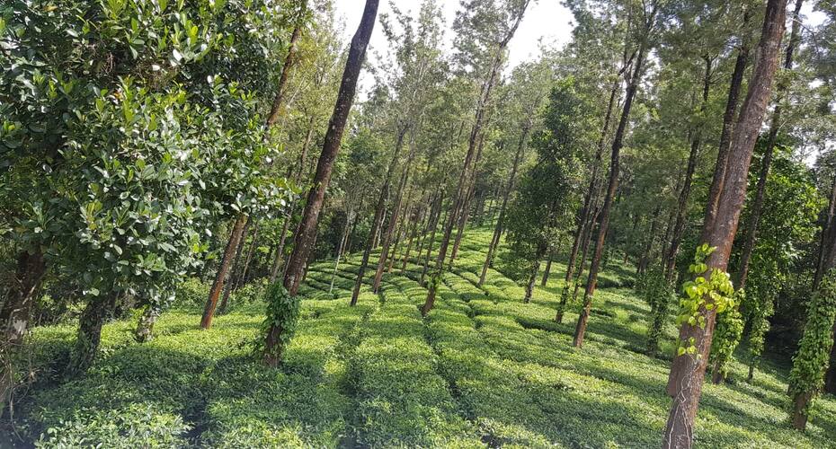 Green Tea Estate House, Munnar 3