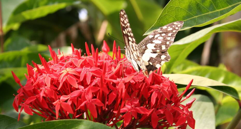 J M VILLA, Kolkata 5