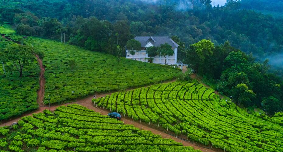 Tea Harvester Munnar Price, Reviews, Photos & Address