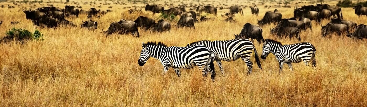Kenya Wildlife Tour Packages Book Wildlife Holidays In Kenya