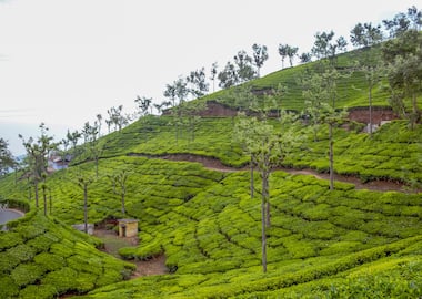 Mysore Coorg Wayanad South Packages