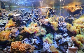 Distance Between Pune To Lakshadweep Is 1875 Kms Duration Driving Directions Route Map It is calculated based on the kilometer and your vehicle fuel. distance between pune to lakshadweep is