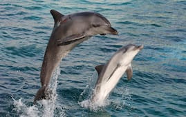 Dolphin Watching at Chilika Lake