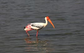 Birdwatching at Kumbhargaon Bird Sanctuary