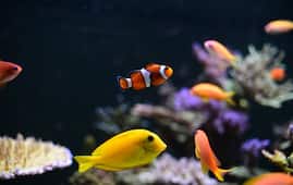 Visit Jagdishchandra Bose Aquarium