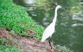 Chilika Lake