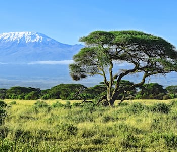 Amboseli Guide - Amboseli Tourism | Amboseli Travel Guide - Yatra.com