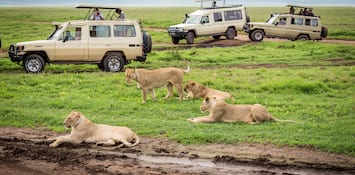 6 Amazing Safaris In India For Wildlife Enthusiasts