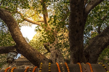 bodh gaya