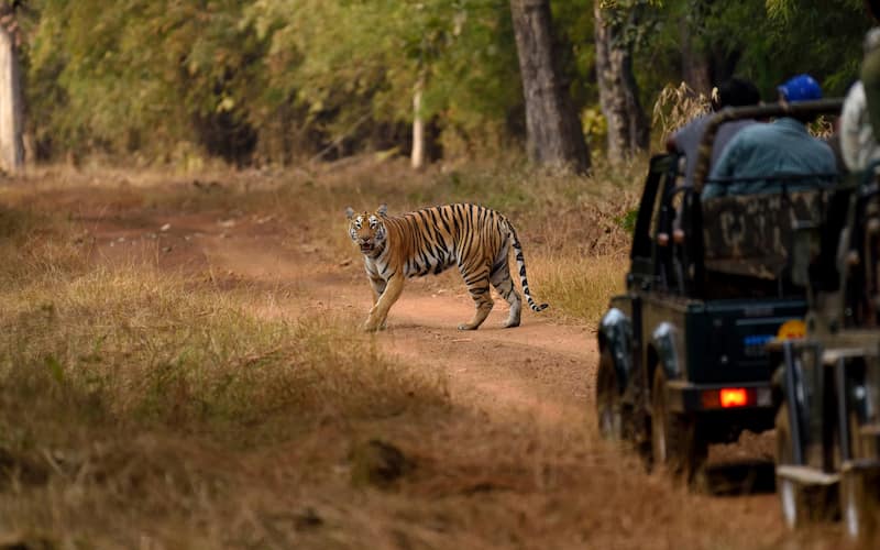 5 Best National Parks In Madhya Pradesh – For Wildlife Enthusiasts