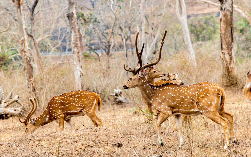 Ooty: A Wildlife Enthusiast's Paradise