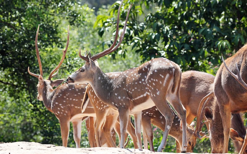 Your Ultimate Guide To Kalatop Wildlife Sanctuary In Dalhousie