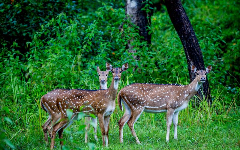 Wildlife And Bird Sanctuaries In Mangalore You Should Explore