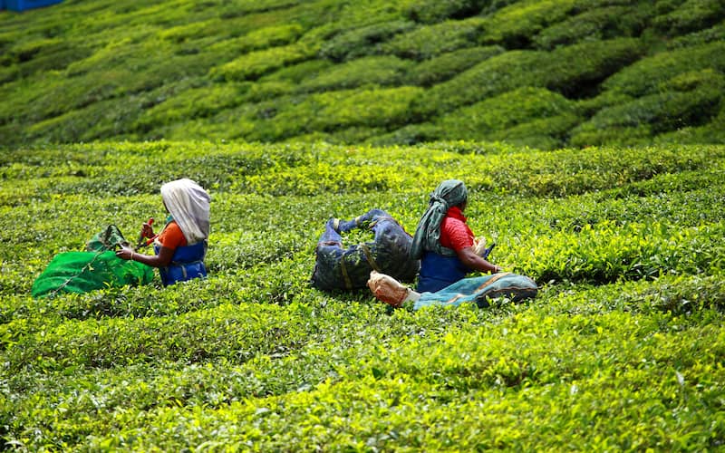 munnar tea factory visit