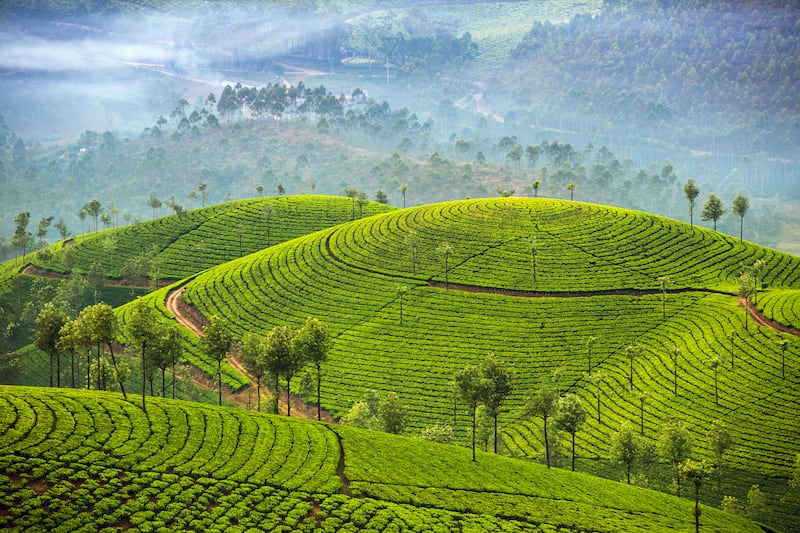 3 Enchanting Tea Gardens in Munnar You Should Visit-Munnar Tea Estates