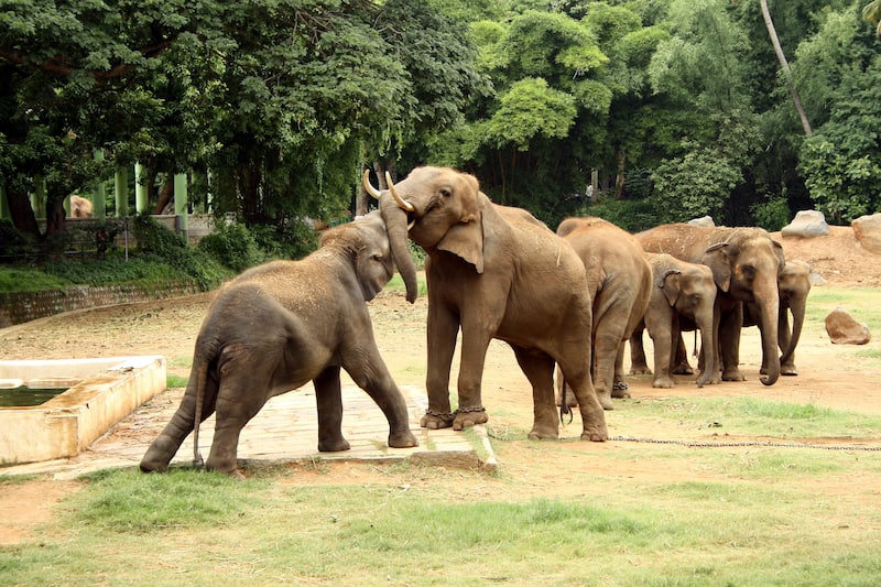 Dubare Elephant Camp