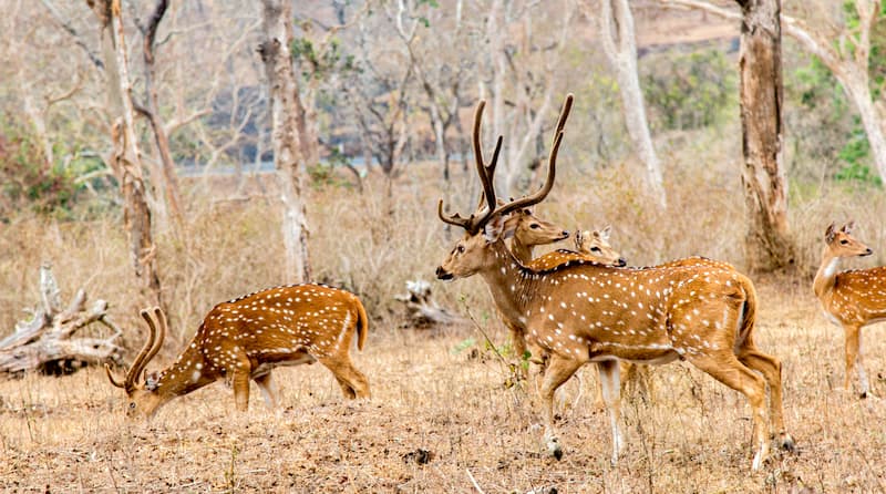 Ooty: A Wildlife Enthusiast's Paradise