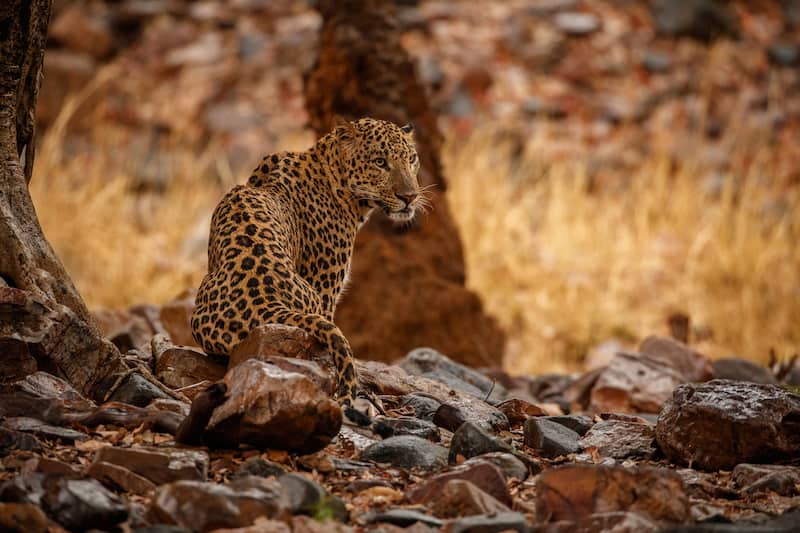 Here Is Why Wildlife Enthusiasts Should Visit Aurangabad It is located in the administrative district of aurangabad and bibi ka maqbara, ghrishneshwar temple, daulatabad, aurangabad caves, soneri mahal, history museum, gautala wildlife sanctuary and. here is why wildlife enthusiasts should