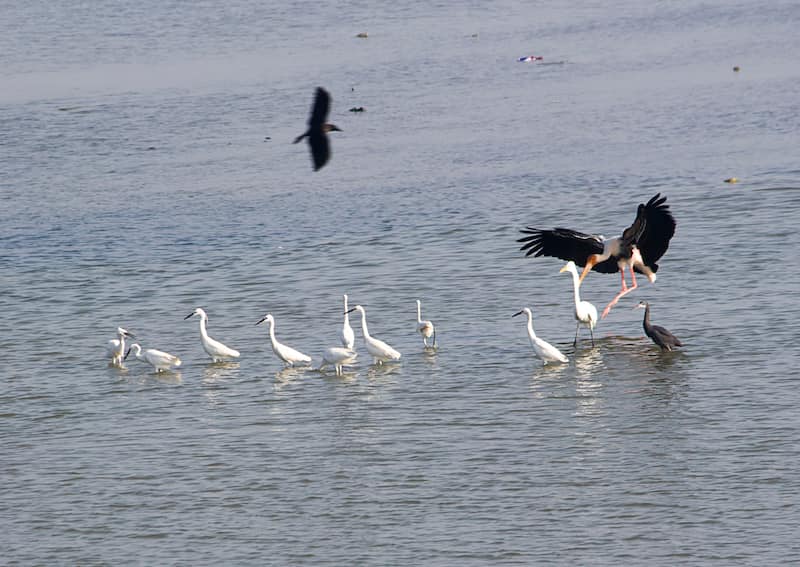 Here Is Why Wildlife Enthusiasts Should Visit Aurangabad The wildlife sanctuary was established in 1986 in an existing reserved forest area. here is why wildlife enthusiasts should