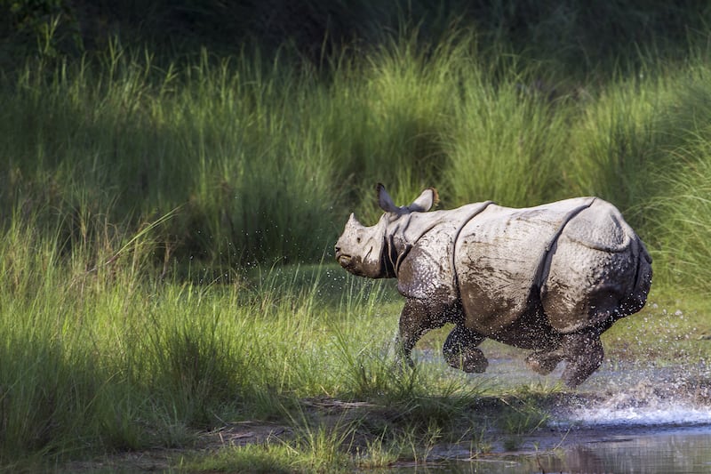 Kaziranga National Park in Assam – The Wild Wild East!