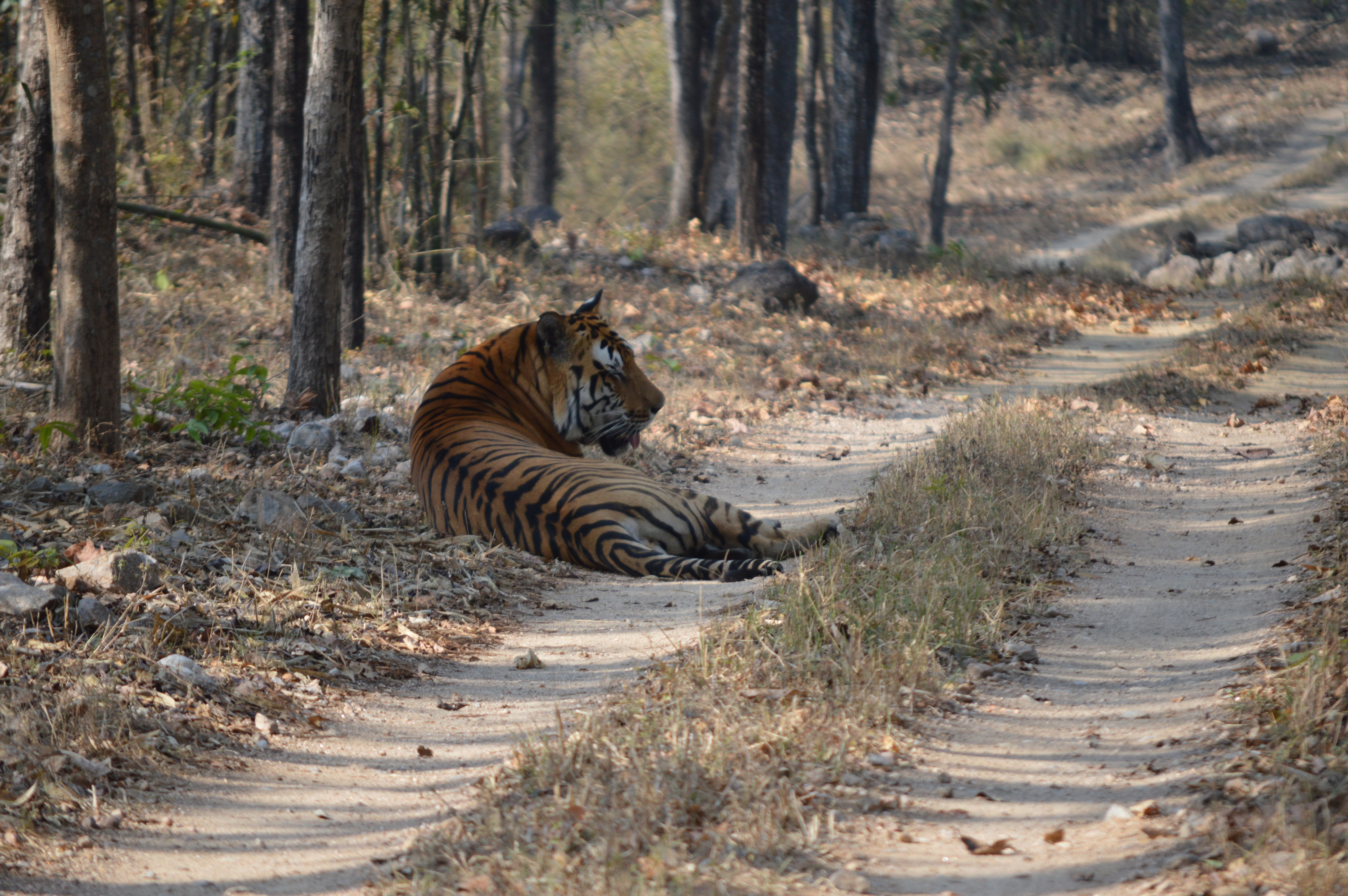 Kanha national park Holiday Packages