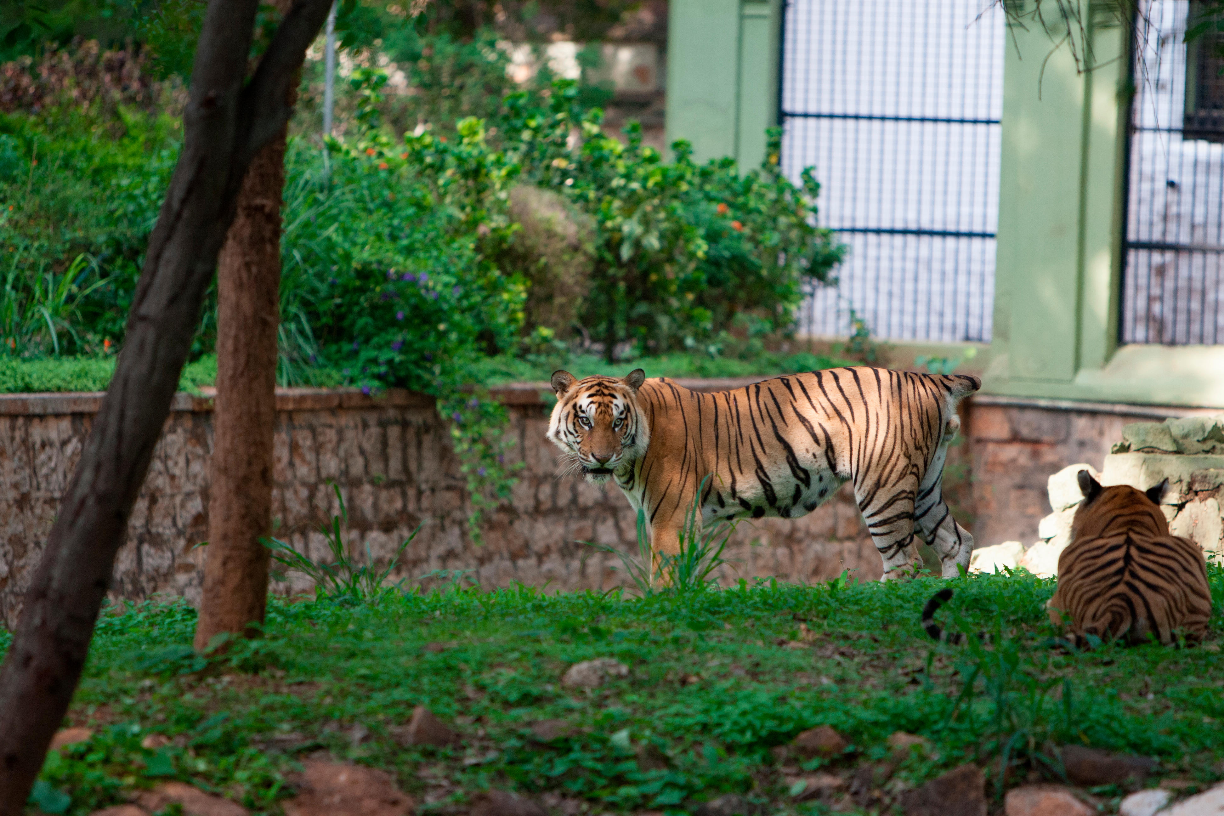 mysore zoo has safari