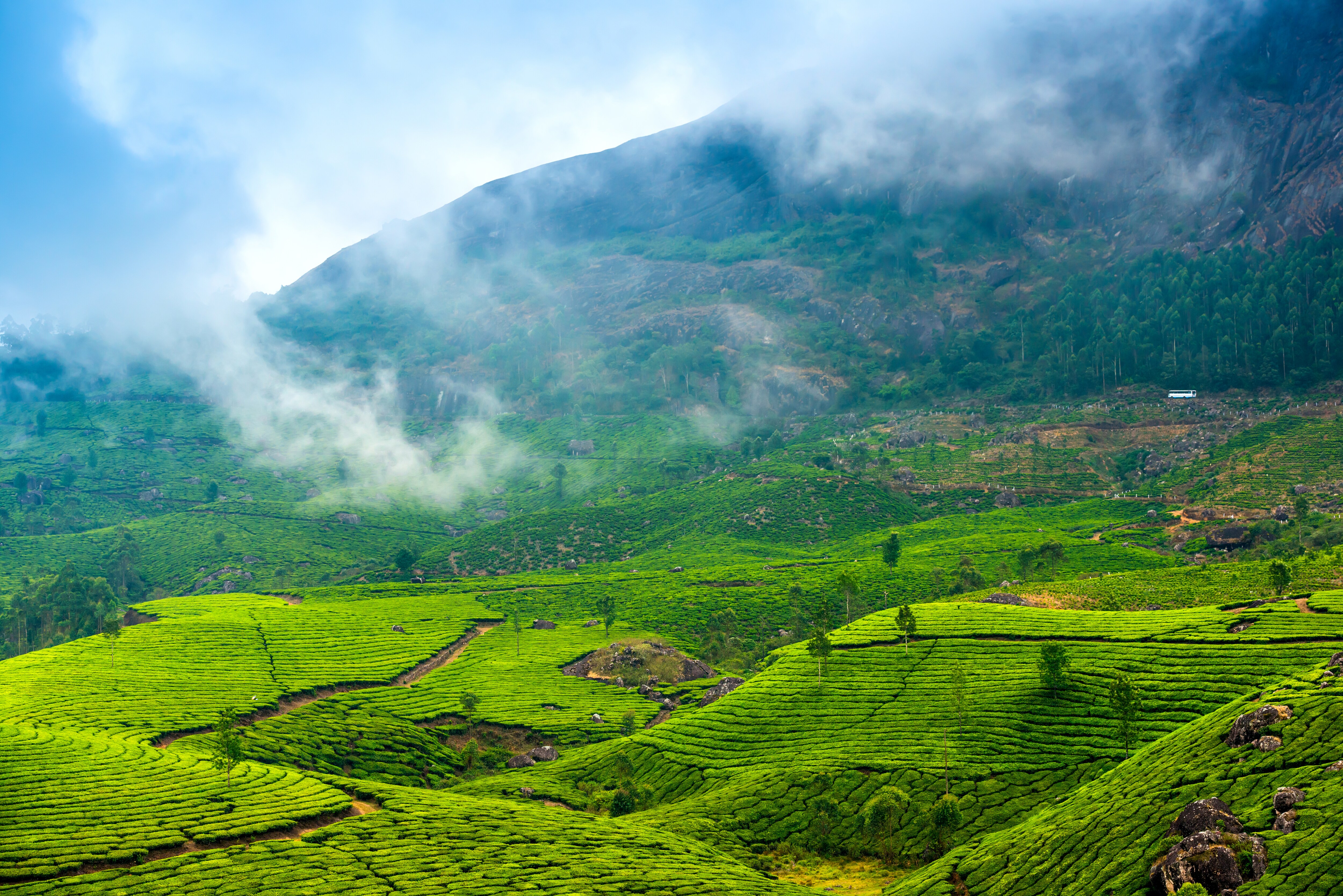 Willmount munnar