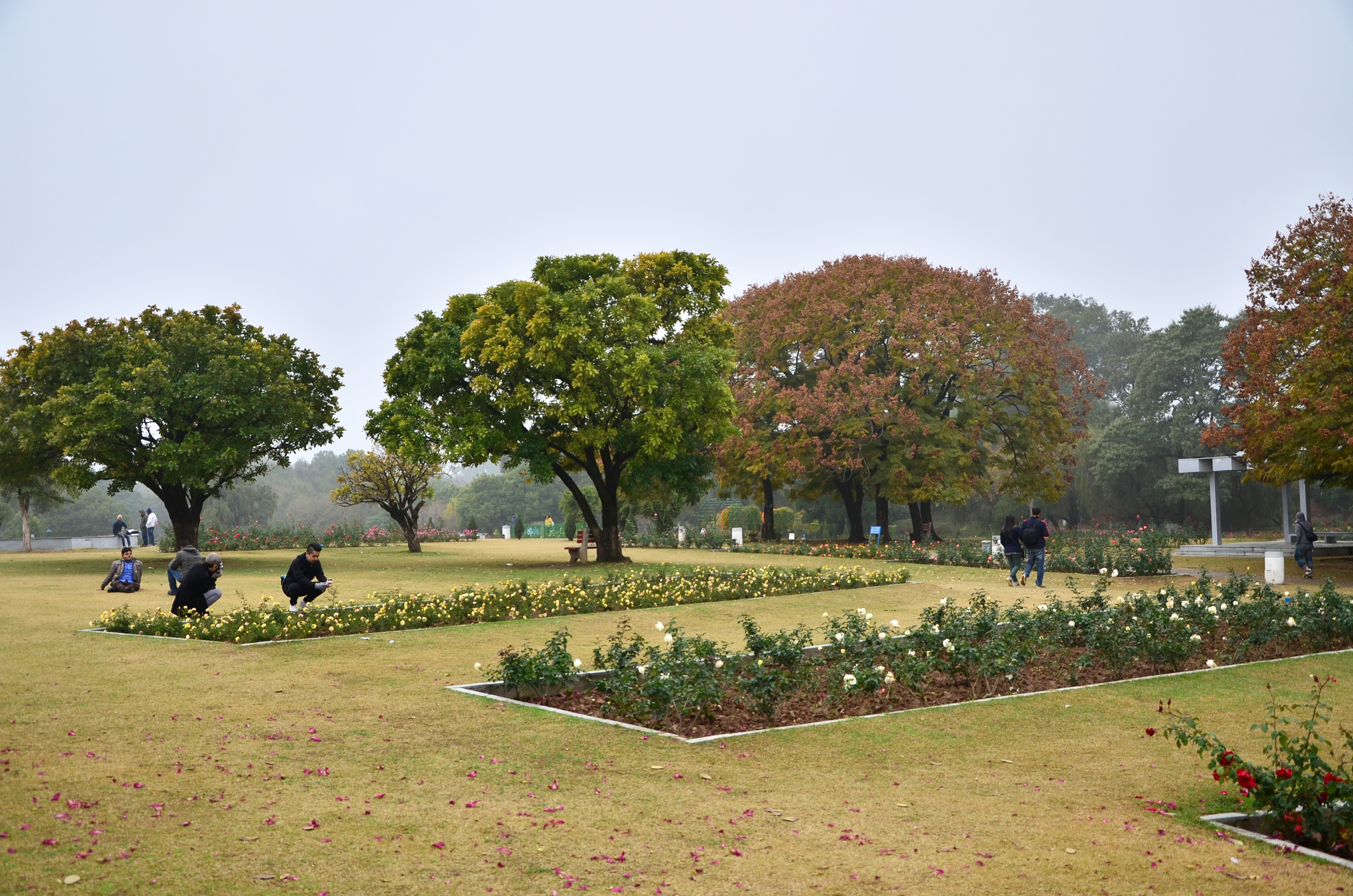 Zakir Hussain Rose Garden One of the Top Attractions in Chandigarh