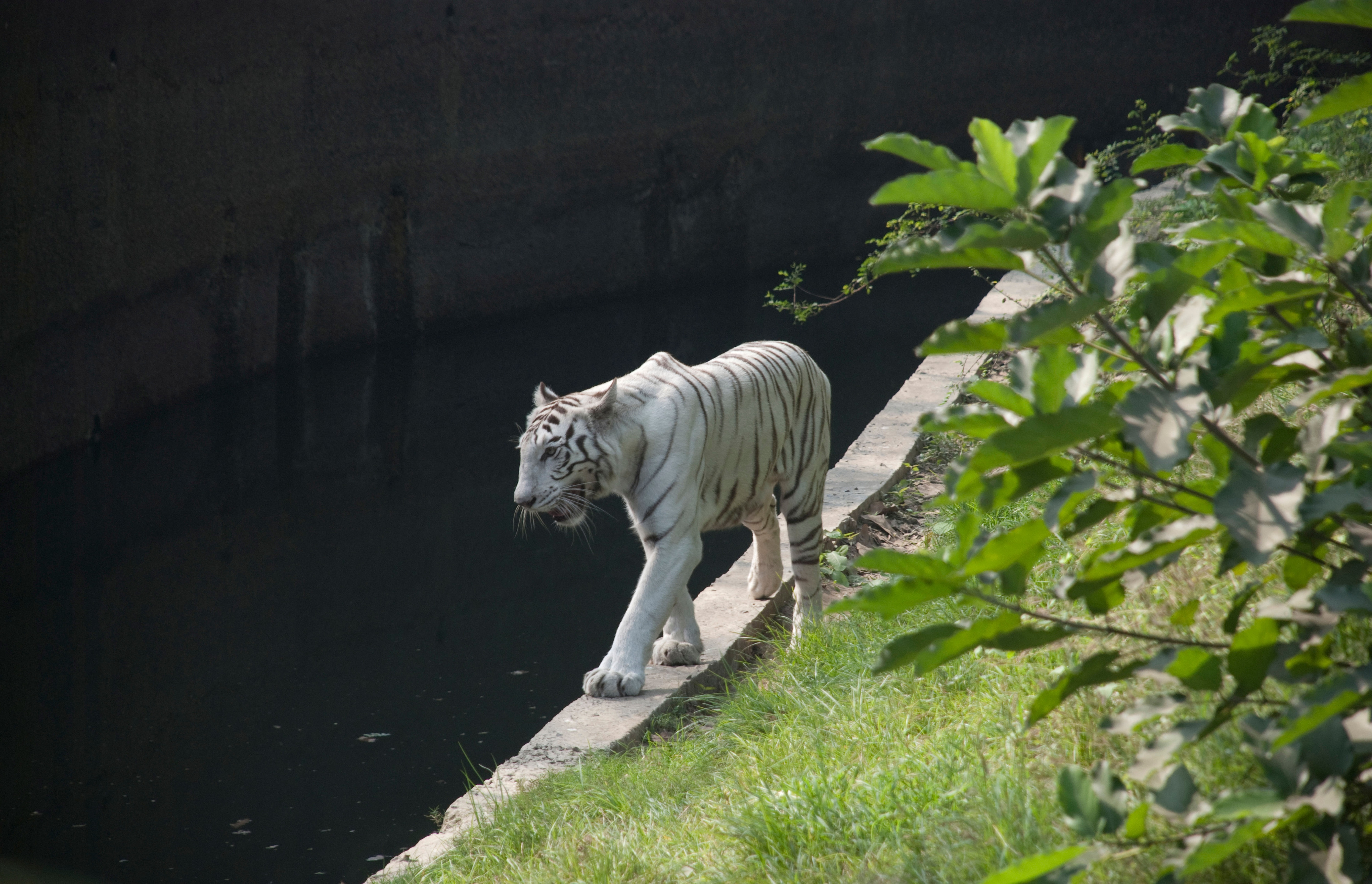 Alipore Zoological Gardens - One of the Top Attractions in Kolkata, India -  