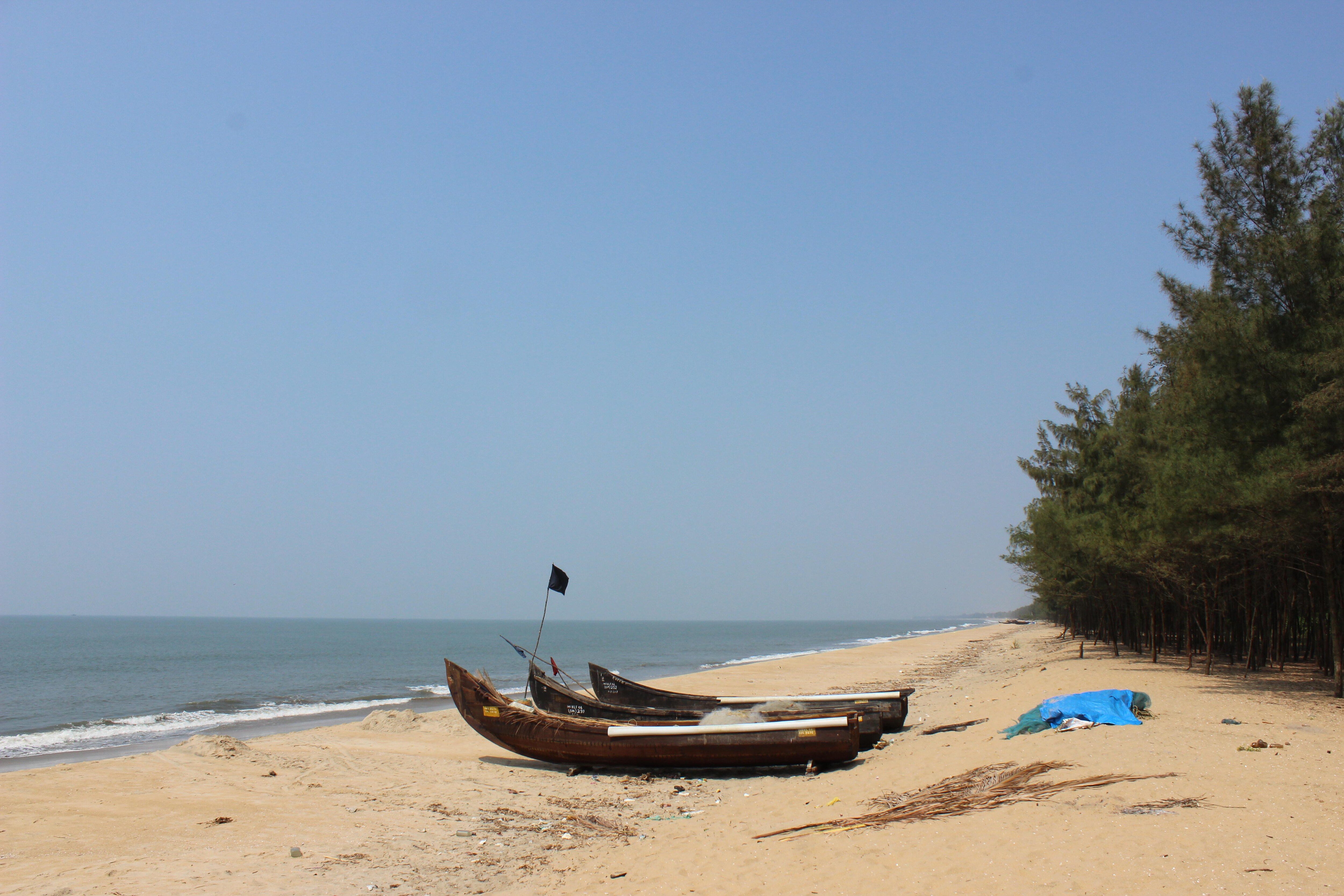 Dolphin Watching At Cherai Beach in Kochi - Every Detail You Need to ...